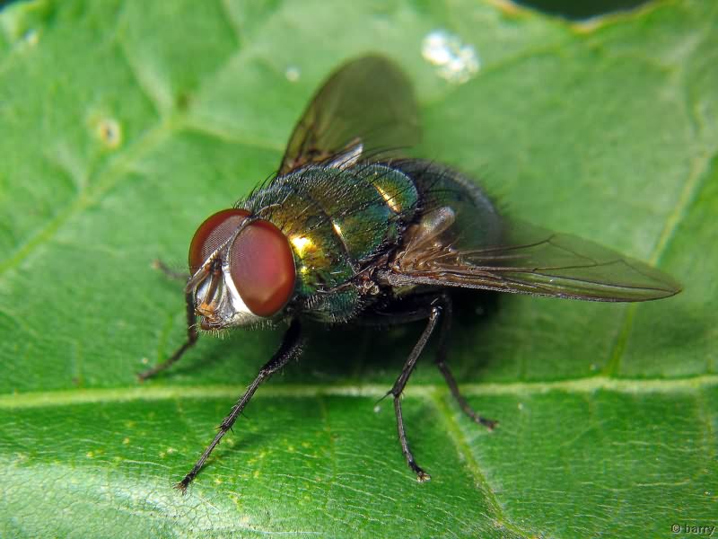 Lucilia sericata